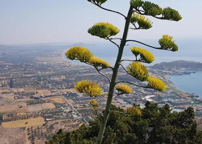 Althea * 콜림비아